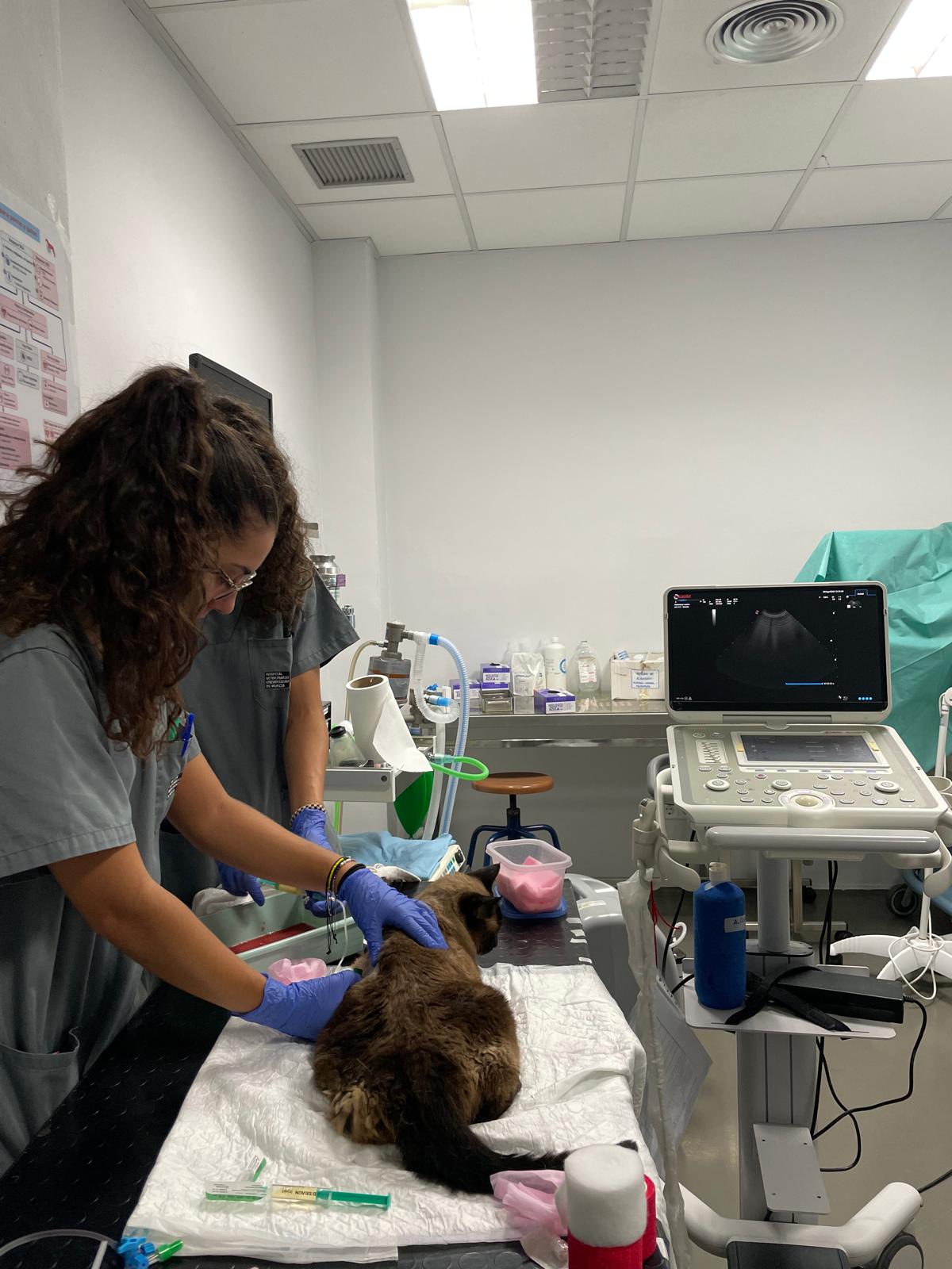 La veterinaria Celia García Mullor atendiendo a un gato junto a un ecógrafo